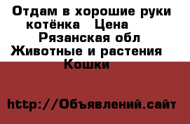 Отдам в хорошие руки котёнка › Цена ­ 1 - Рязанская обл. Животные и растения » Кошки   